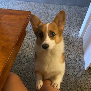 Meet your Posher, Alanis